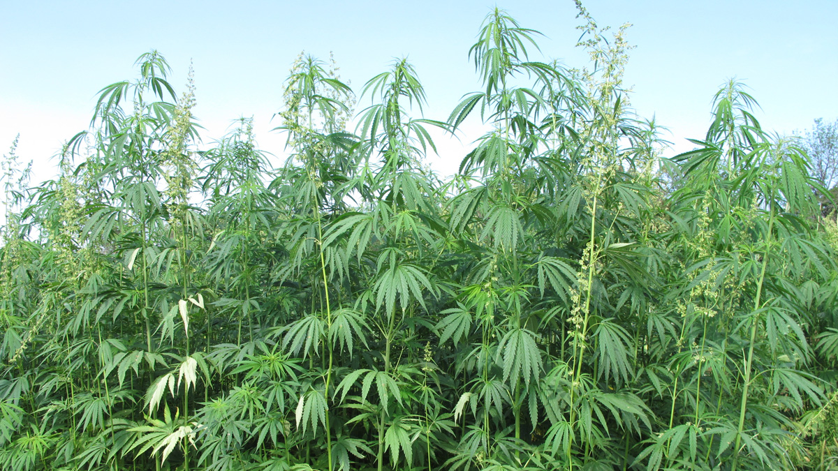 Gov. Tom Wolf gas signed a law  legalized production of industrial hemp in Pennsylvania. (AP file photo)
