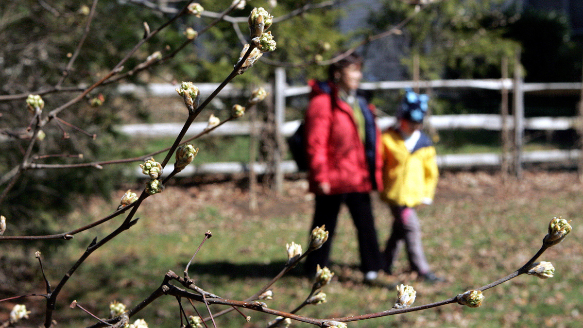  Tree buds like these are seen in Trenton, N.J., in this AP file photo. That dreaded harbinger of spring, allergy season, has arrived, and for people already suffering from watery eyes, sniffles and cough. (Mel Evans/AP Photo, file) 