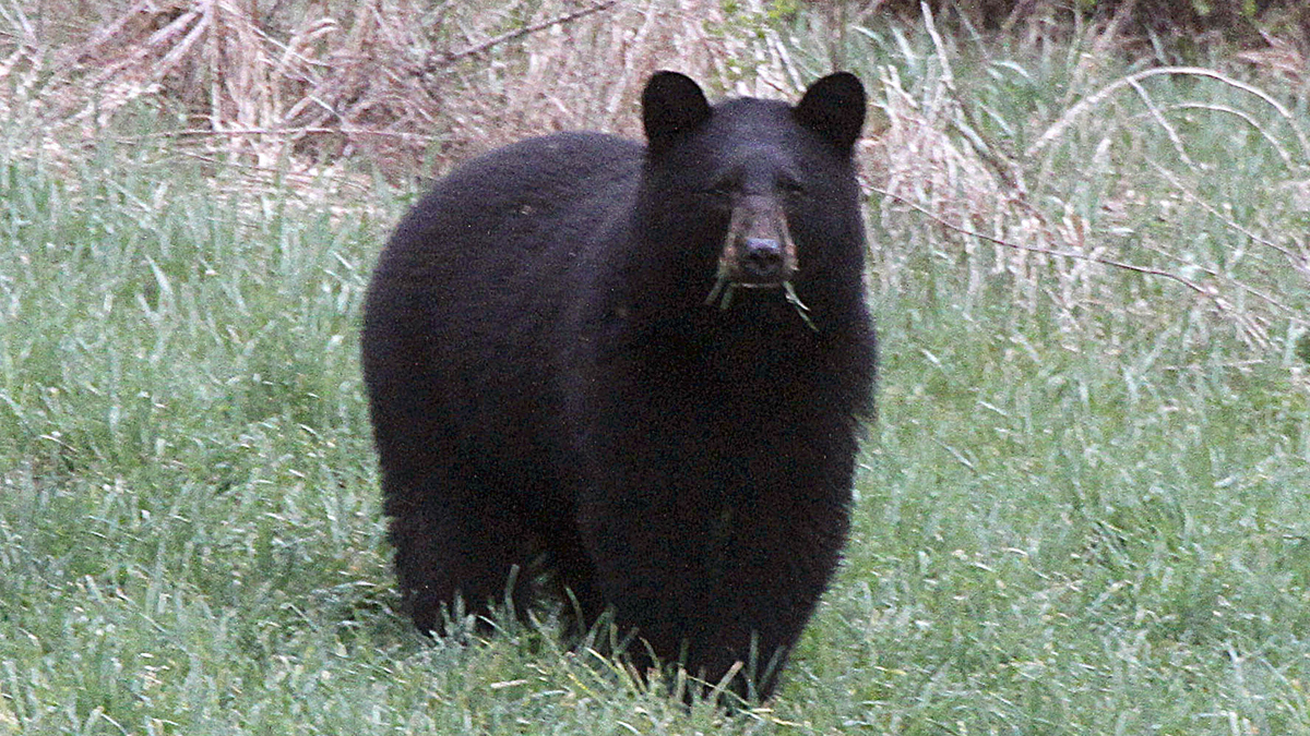 Black bears will be fair game for hunters in designated areas of New Jersey through Saturday. (Toby Talbot/AP Photo) 
