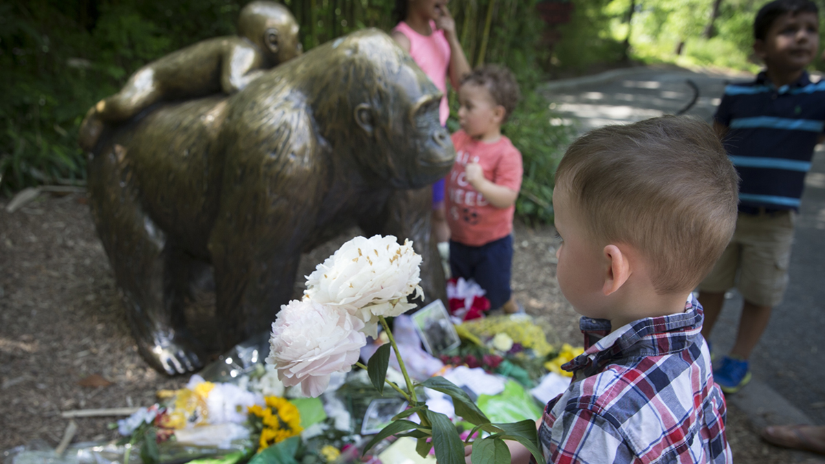  A boy brings flowers to set beside a statue of a gorilla outside the shuttered Gorilla World exhibit at the Cincinnati Zoo & Botanical Garden, Monday, May 30, 2016, in Cincinnati. A gorilla named Harambe was killed by a special zoo response team on Saturday after a 4-year-old boy slipped into an exhibit and it was concluded his life was in danger. (John Minchillo/AP Photo)      