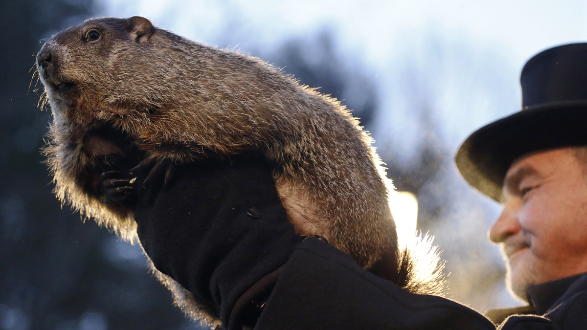  Groundhog Club co-handler John Griffiths holds Punxsutawney Phil during the annual celebration of Groundhog Day on Gobbler's Knob in Punxsutawney, Pa., Tuesday, Feb. 2, 2016. The handlers say the furry rodent has failed to see his shadow, meaning he's 'predicted' an early spring. (Keith Srakocic/AP Photo)  