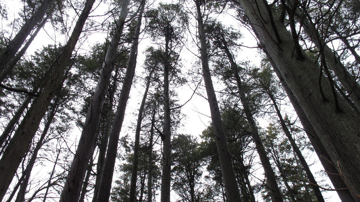  This Jan. 6, 2014 photo shows a section of the Pinelands region in Lakehurst N.J. (Wayne Parry/AP Photo) 