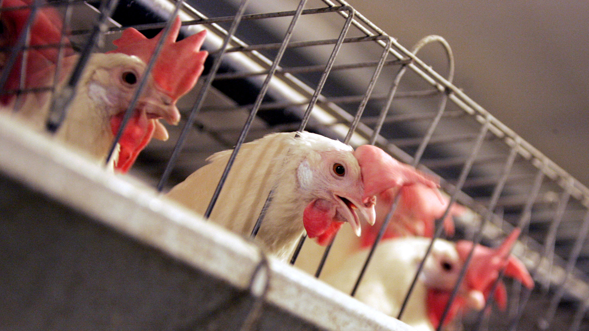  In this Sept. 10, 2008, file photo, chickens huddle in their cages at an egg processing plant (Marcio Jose Sanchez/AP Photo, File) 