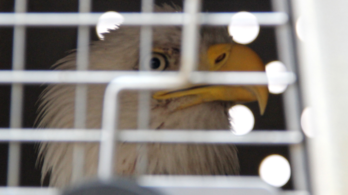  A 6-year-old bald eagle, after recovering from a fight with another male, is ready to be released at Winslow Wildlife Management Area in Camden County, N.J. (Emma Lee/for NewsWorks) 