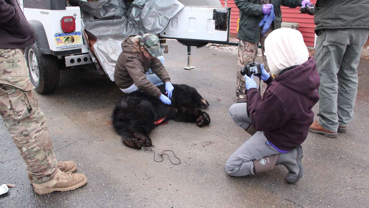 East Stroudsburg University graduate student Meghan Bird collects ticks from a harvested bear for her study of tick-borne illnesses. (Emma Lee/for NewsWorks)