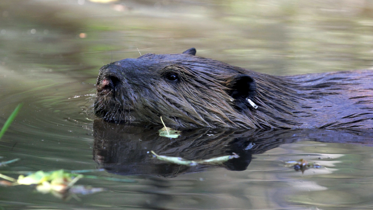  New Jersey lawmakers are considering a series of bills that would expand hunting, including one that would allow more trappers to catch beavers. (AP Photo/Manuel Valdes) 