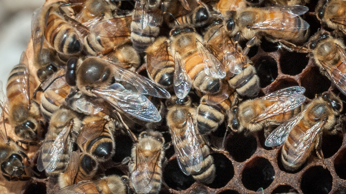  Populations of bees used to pollinate crops are at risk from pesticides drifting over from neighborhing farms. (AP Photo/USDA, Lance Cheung, file) 