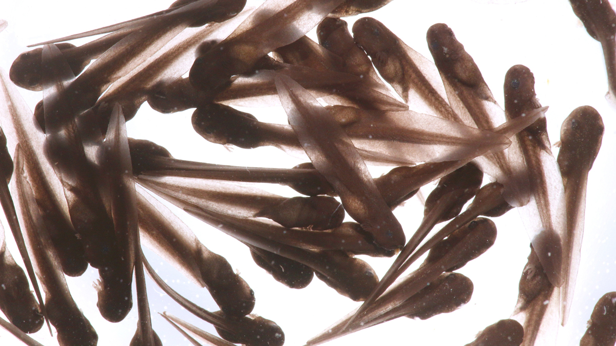  Tadpoles (<a href='https://www.bigstockphoto.com/image-123682742/stock-photo-wood-frog-tadpoles-%28rana-sylvatica%29-a-group-of-tadpoles-%28or-pollywogs%29-is-called-an-army-%0D%0A%2A%2A-note%3A-visible-grain-at-100%25%2C-best-at-smaller-sizes'>Steve Byland</a>/Big Stock Photo) 