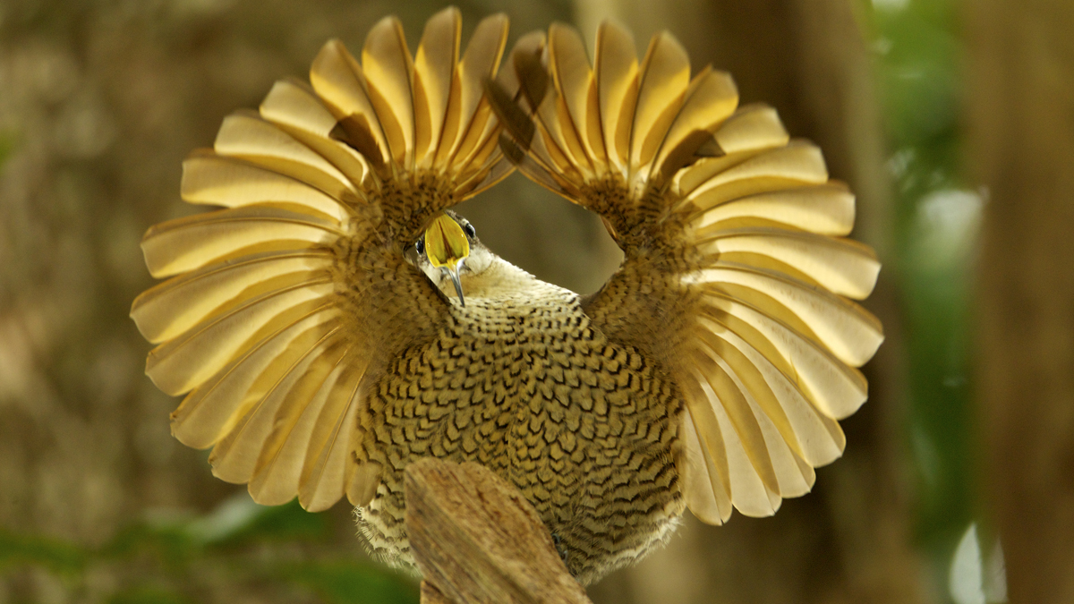  Paradise Riflebird (Ptiloris paradiseus), part of “Birds of Paradise: Amazing Avian Evolution,” on display at the Academy of Natural Sciences of Drexel University through September 1. (Photo by Tim Laman) 