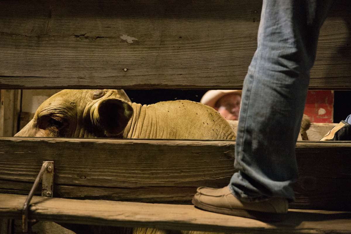 A rider and bull wait for the chute door to open. (Lindsay Lazarski/WHYY)