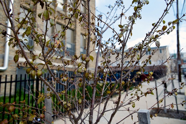 <p><p>The Roxborough-Manayunk-Wissahickon Tree Tenders have put in 25 trees on Umbria and Hermitage streets, and in the school's side yards, said group member Marlene Schleifer. (Bas Slabbers/for NewsWorks). </p></p>
