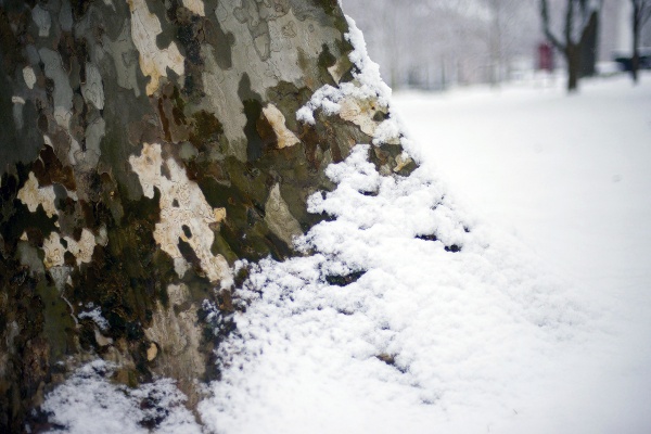 <p>A few inch of snow covers the area. (Bas Slabbers/for NewsWorks)</p>
