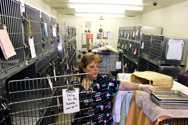 Michele Dains cleans cages in the crowded cat room at the Camden County Animal Shelter in Blackwood. The shelter has nearly 100 cats and more are expected as the warm weather brings kittens. (Emma Lee/for NewsWorks)