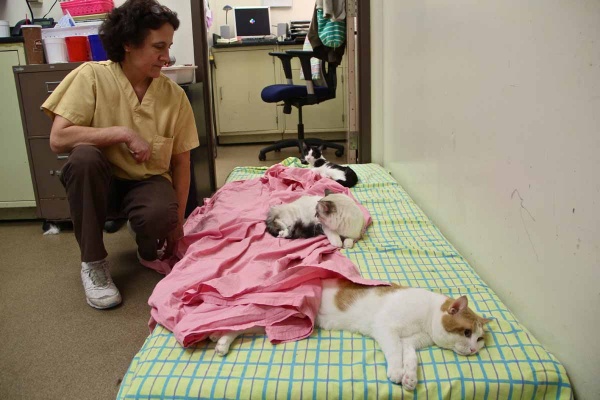 Barb Giusti tends to newly neutered patients at the Camden County Animal Shelter in Blackwood. The facility is stepping up its trap, neuter, release (TNR) program because of increasing populations and limited space. (Emma Lee/for NewsWorks)