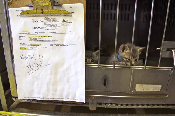Three kittens share a cage with their mother at the Camden County Animal Shelter in Blackwood. Adult feral cats are unsuited for adoption and must be euthanized. The kittens can be adopted. (Emma Lee/for NewsWorks)