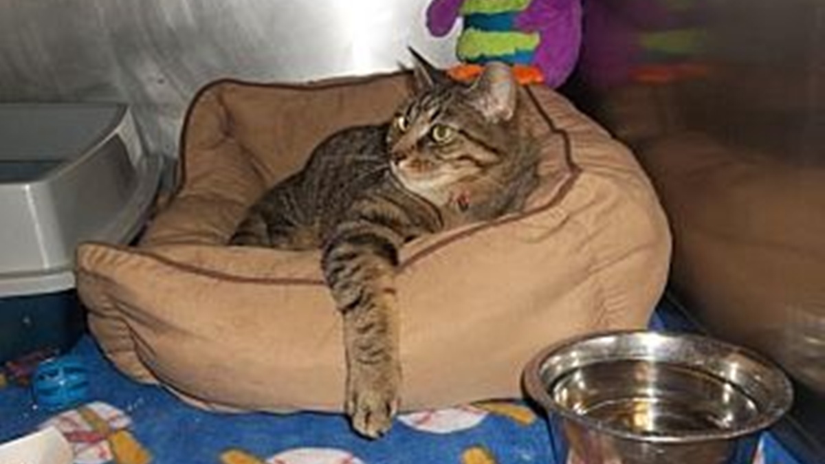  (Photo courtesy of the Kent County SPCA) 