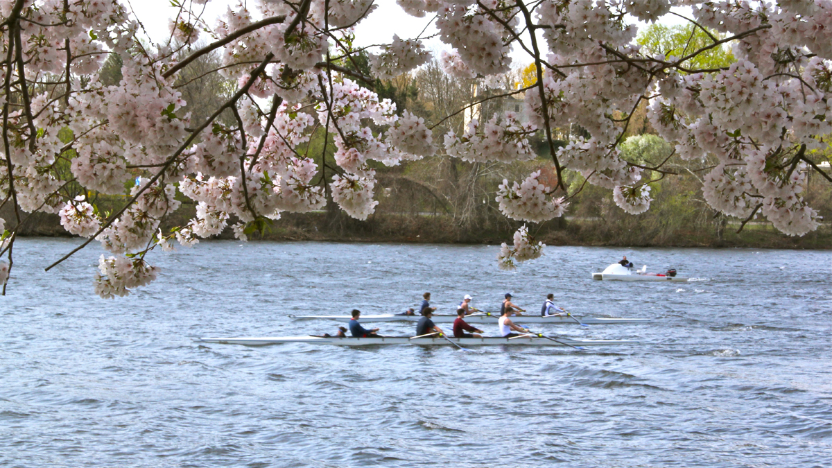 The Subaru Cherry Blossom Festival of Greater Philadelphia returns through April 12. (Emma Lee/for NewsWorks) 