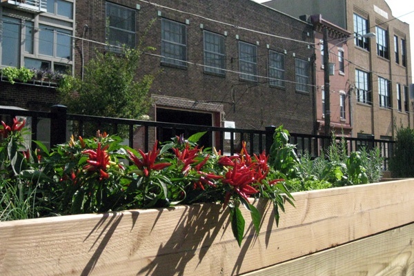Chili peppers grow in a South Philadelphia community garden