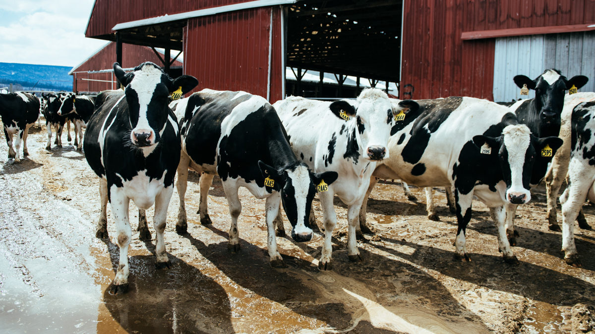 Cows from a dairy farm in Central Pennsylvania. (Dani Fresh for WHYY)