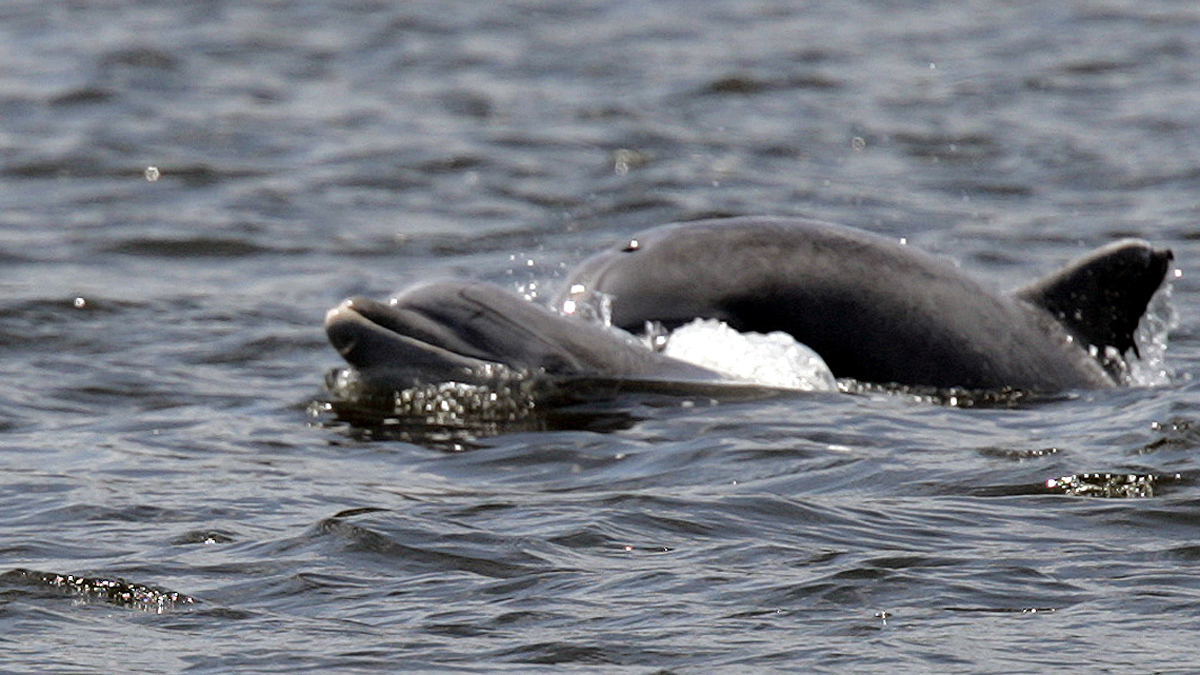  Dolphins along the New Jersey Shore. (AP/file photo) 
