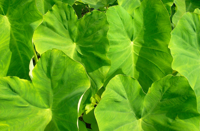 Dry shade ground cover Dry shade ground cover