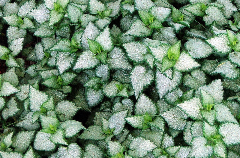 Dry shade ground cover Dry shade ground cover
