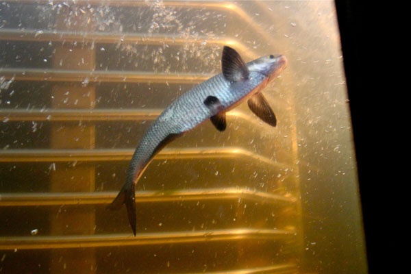 A gizzard shad uses a fish ladder to get past the Fairmount Dam on his way upstream to spawn. (Emma Lee/for NewsWorks)