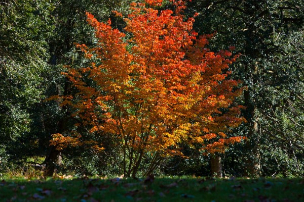 <p><p>A tree full of beautiful red and orange leaves at Morris Arboretum. (Howard Pitkow/for NewsWorks)</p></p>
