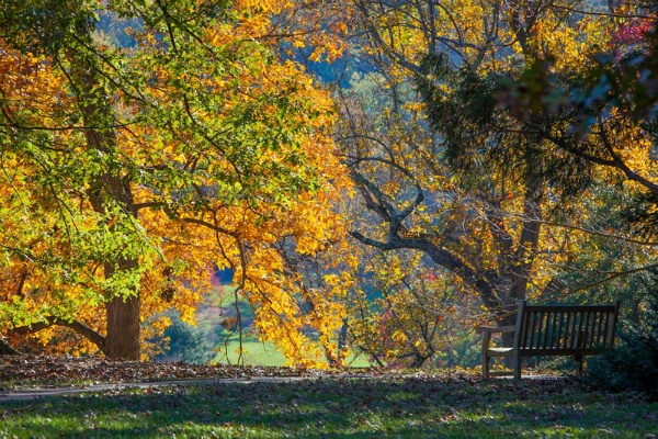 <p><p>A bench with a view at the Morris Arboretum. (Howard Pitkow/for Newsworks)</p></p>
