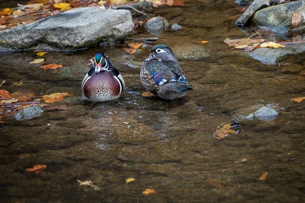 <p><p>A male (left) and female (right) Wood Duck at Valley Green. (Howard Pitkow/For</p></p>
