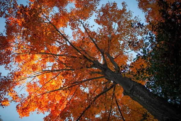 <p><p>Tall orange Dog Wood tree at the Morris Arboretum in Chestnut Hill. (Howard Pitkow/for NewsWorks)</p></p>
