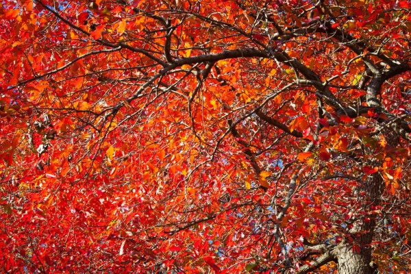 <p><p>Beautiful Red Maple at the Morris Arboretum in Chestnut Hill. (Howard Pitkow/for Newsworks)</p></p>
