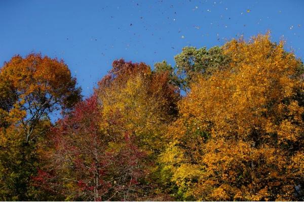 <p><p>A close look shows leaves blowing in the wind at the Morris Arboretum. (Howard Pitkow/for Newsworks)</p></p>
