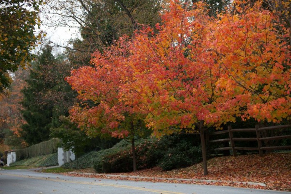 <p><p>A close-up of a pair of orange-leaved trees on Emlen Street in Mt. Airy. (Howard Pitkow/for Newsworks)</p></p>
