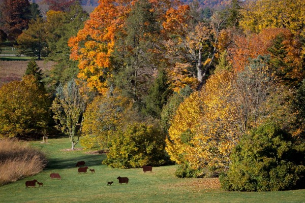 <p><p>The Morris Arboretum's lower field. (Howard Pitkow/for Newsworks)</p></p>
