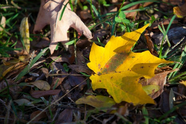 <p><p>Leaves on the ground at Moris Arboretum. (Howard Pitkow/for Newsworks)</p></p>
