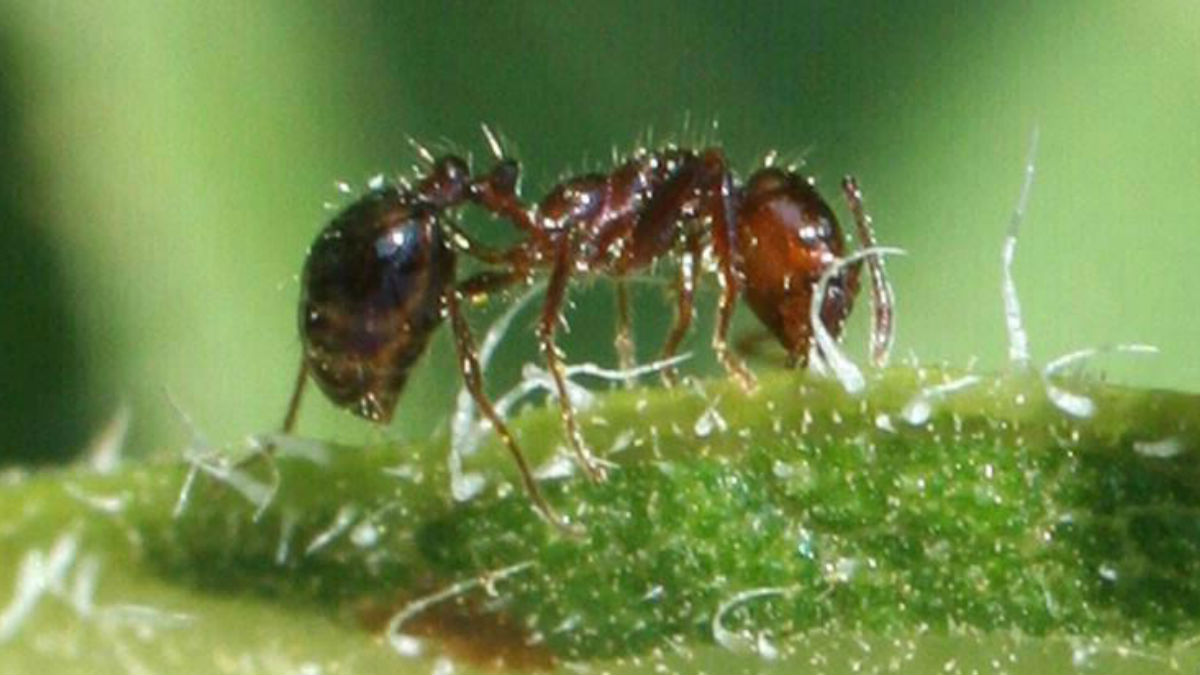  (photo courtesy Invasive.org/Russ Ottens, University of Georgia, Bugwood.org) 