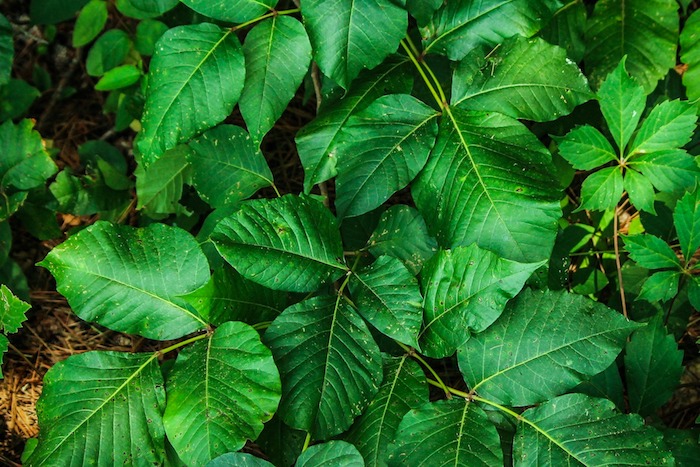 poison ivy