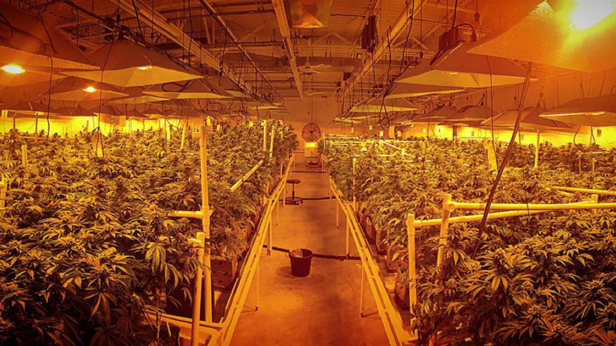  Inside the Garden State Dispensary 'grow' in Woodbridge, New Jersey. (Provided by Franklin Labs, LLC.) 