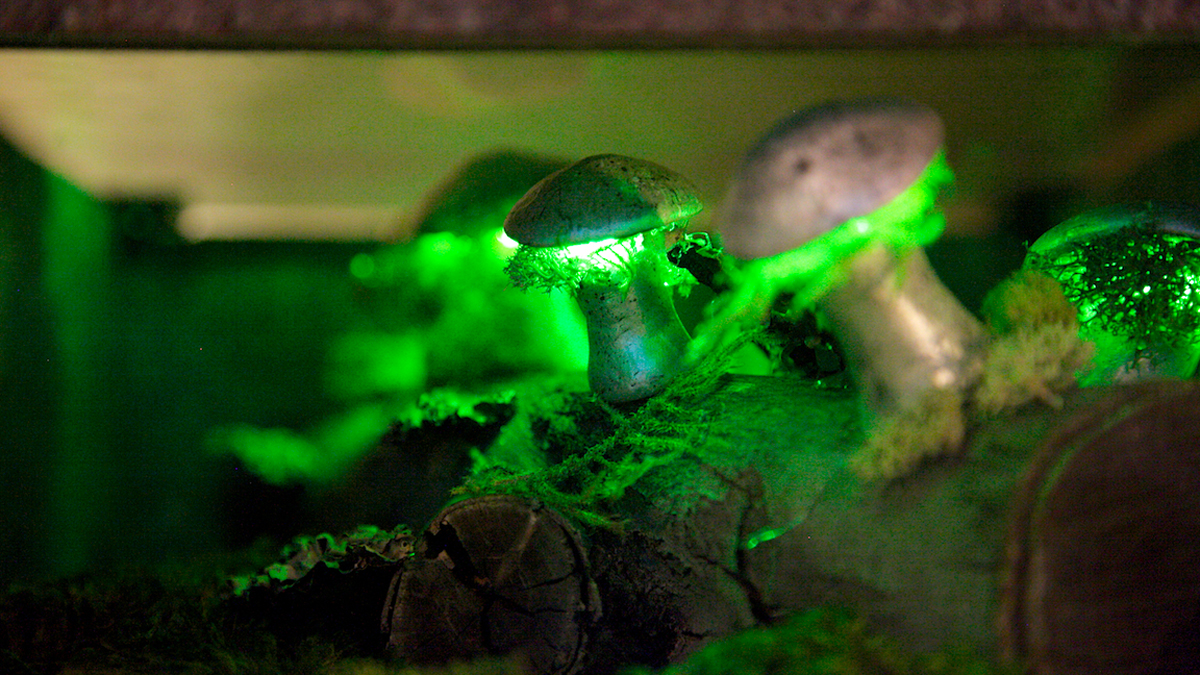 More than 40 species of glowing fungi have been identified. Some have been called 