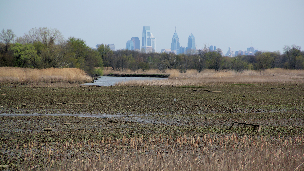  The John Heinz National Wildlife Refuge at Tinicum is less than 10 miles from center city. (Emma Lee/for NewsWorks) 