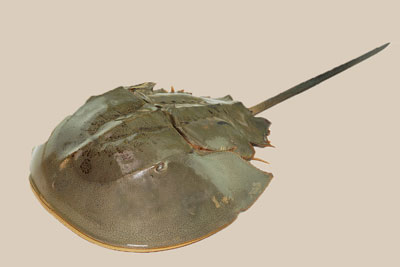horsey-crab
