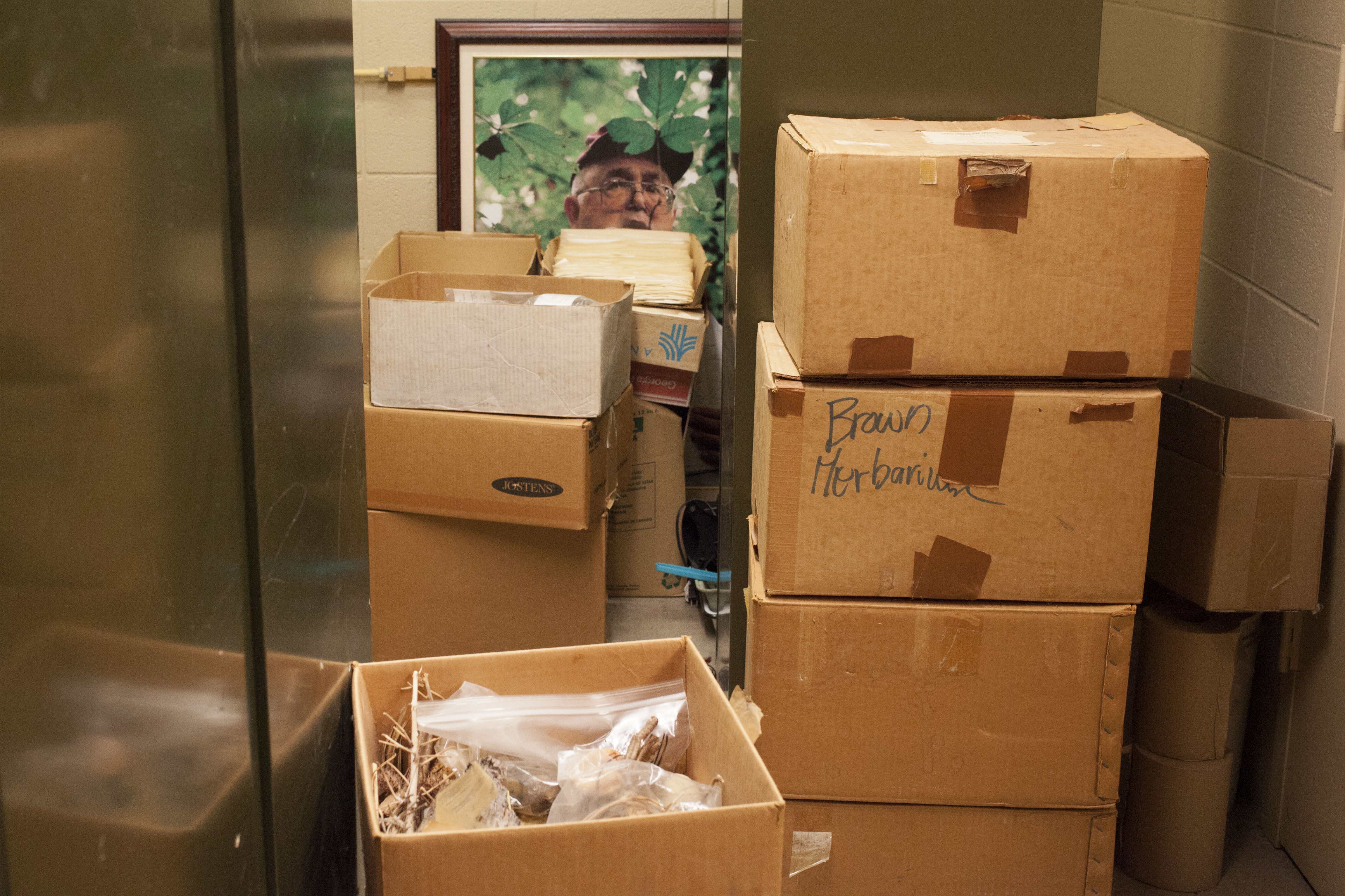 A portrait of Dale Thomas, who collected much of the ULM herbarium, sits behind boxes days before the collection was transferred to the Botanical Research Institute, in Texas. (Irina Zhorov/The Pulse)