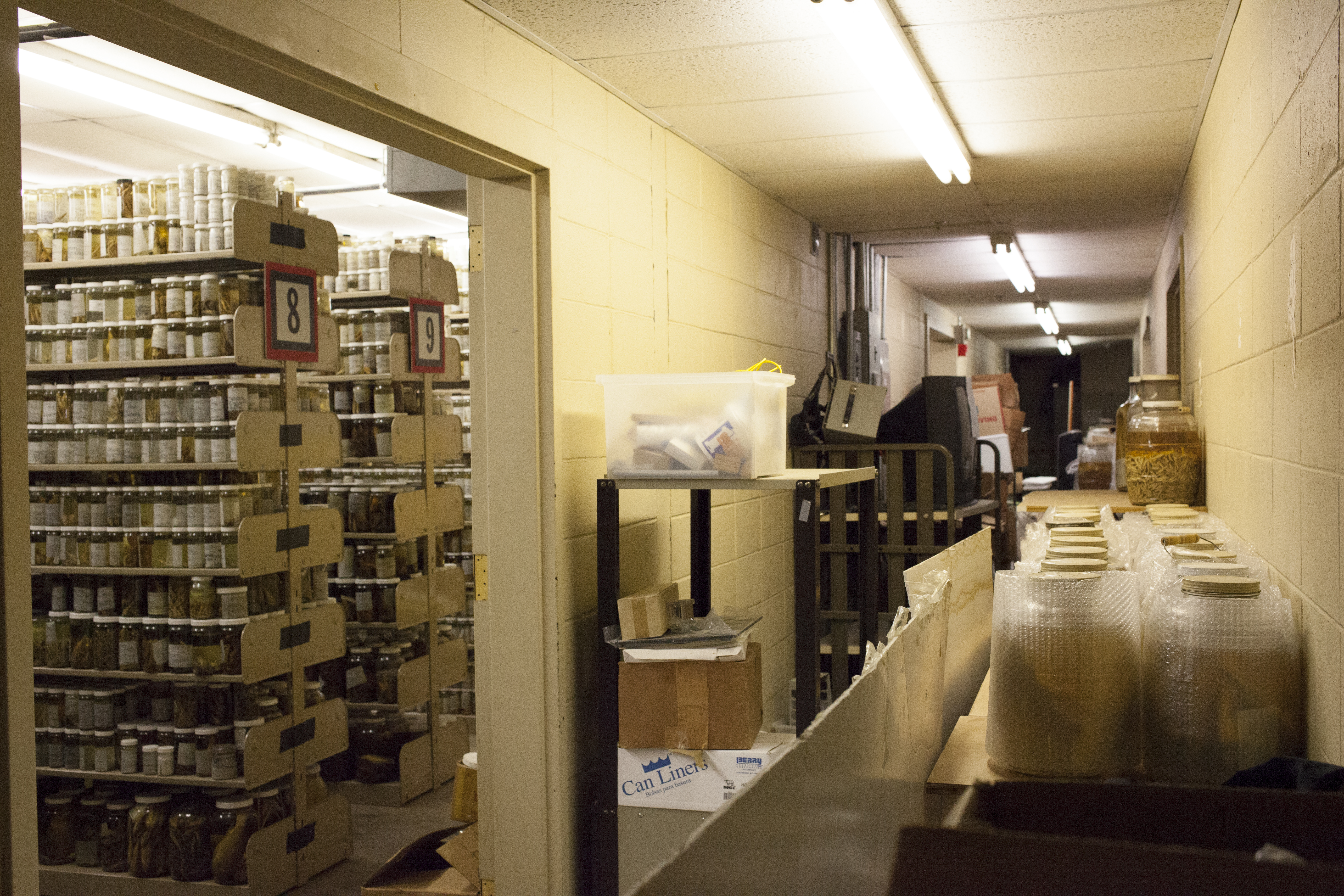 The ULM fish collection at its location in an old athletic facility, where it has been stored for the past five years. (Irina Zhorov/The Pulse)