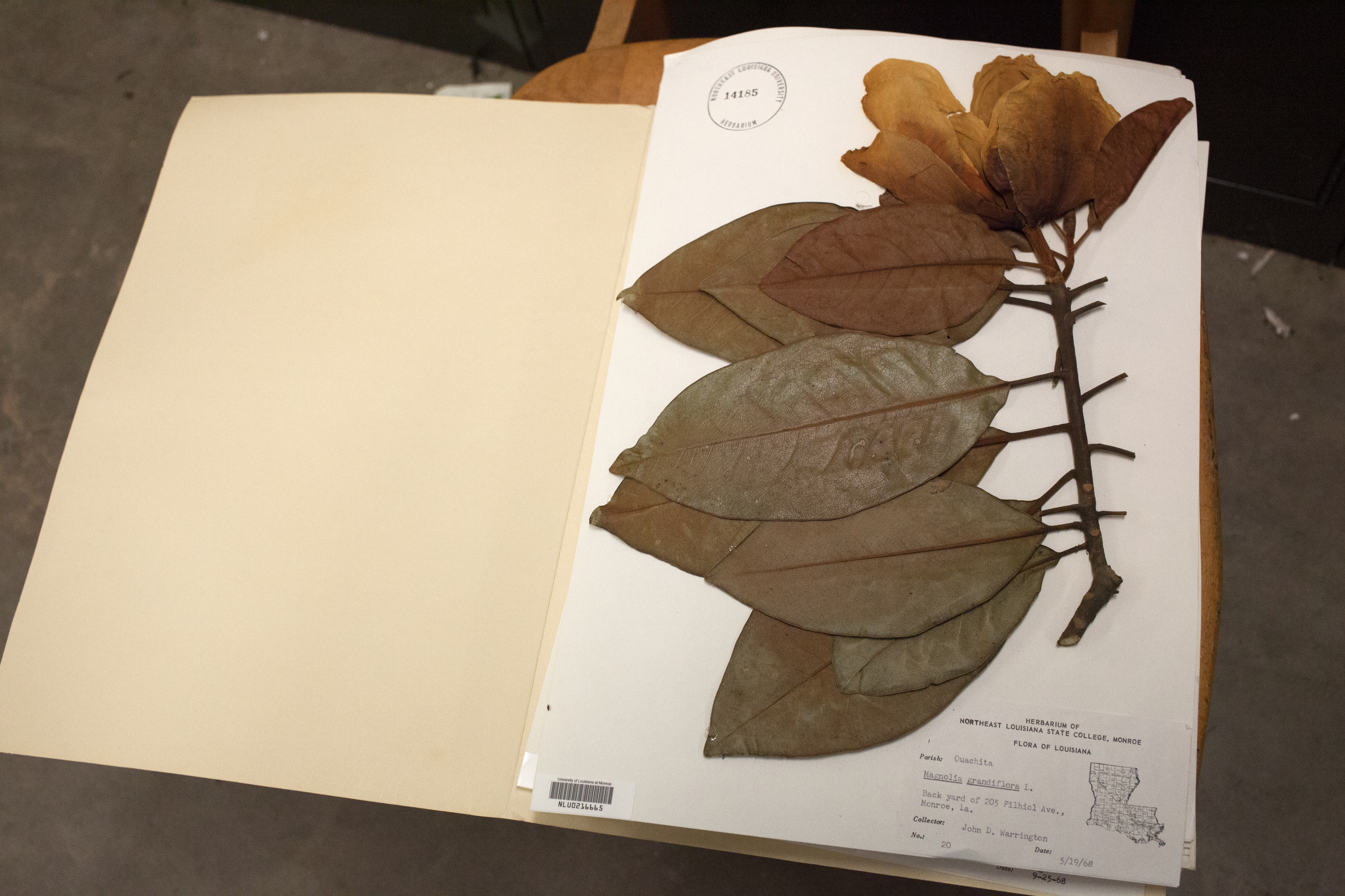 A locally collected magnolia specimen from the ULM herbarium. (Irina Zhorov/The Pulse)