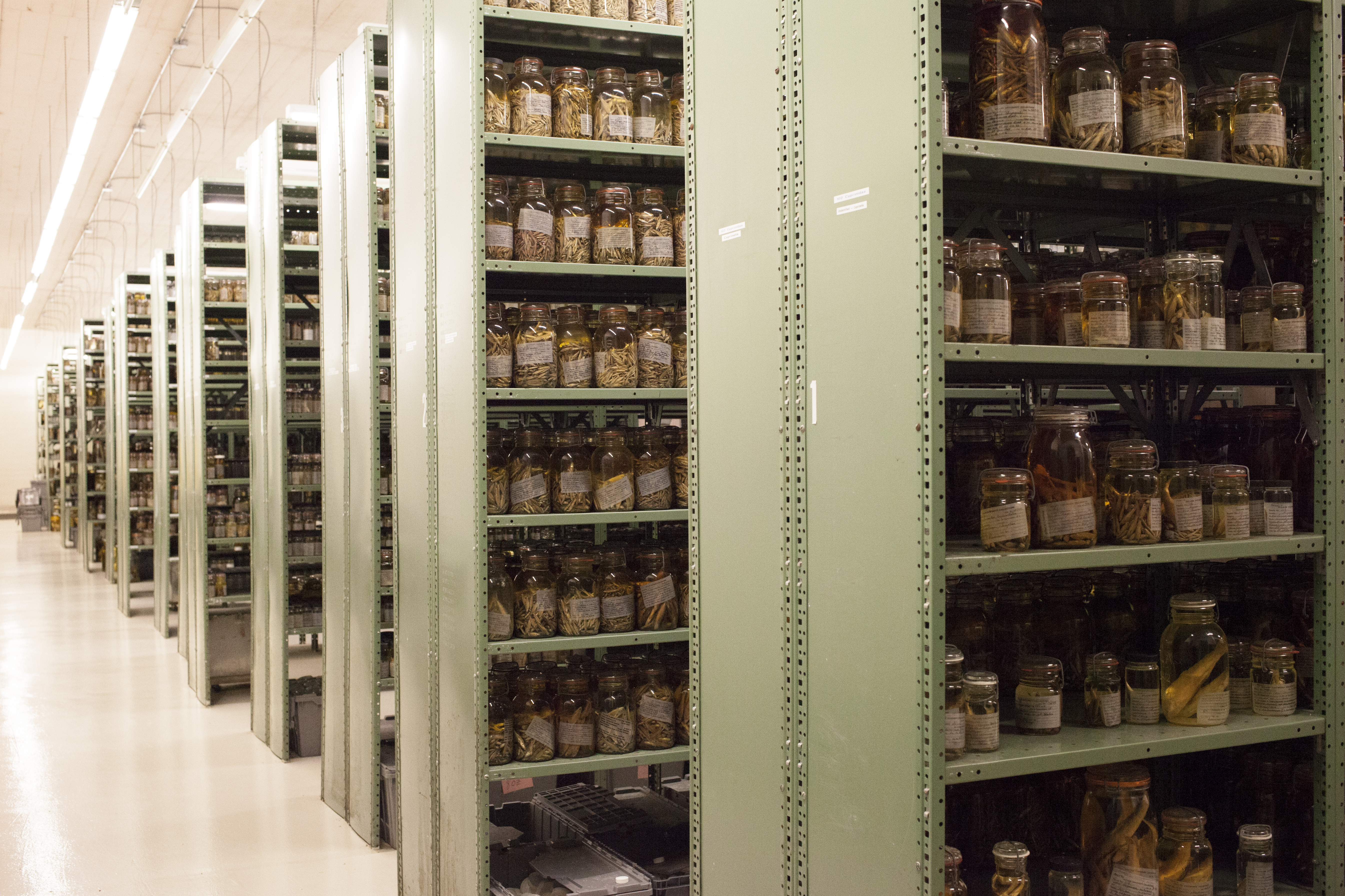 The Tulane fish collection is stored in bunkers that once belonged to the U.S. Navy. They're located about a half hour from campus, so aren't considered prime real estate. (Irina Zhorov/The Pulse)