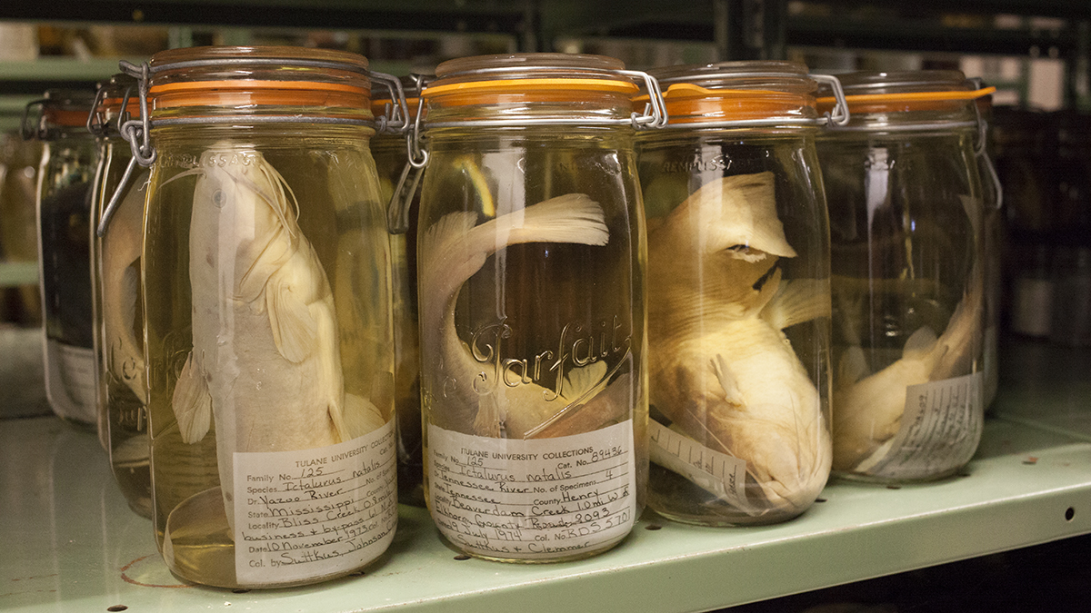 Catfish that are part of the Tulane fish collection are stored in jars full of alcohol. Tulane is about to receive a large share of the University of Louisiana Monroe fish collection because ULM no longer wants to support it. (Irina Zhorov/The Pulse)  
