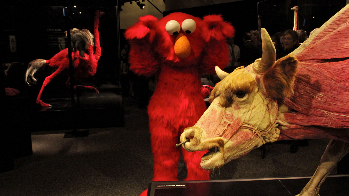 The Frankin Institute explores anatomy with two exhibits: Sesame Street Presents the Body and Animals Inside Out. (Emma Lee/WHYY)