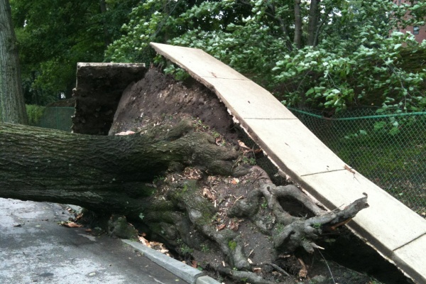 Hurricane winds from Irene were enough to move this tree out of its roots. (Shai Ben-Yaacov/For NewsWorks)