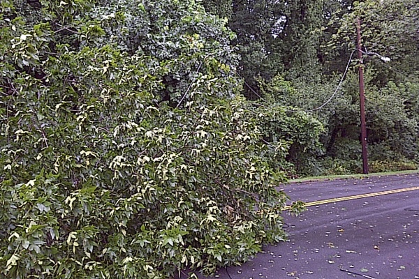 Residents in parts of Northeast Philadlephia woke up without power Sunday after trees fell onto power lines. (Shannon McDonald/For NewsWorks)